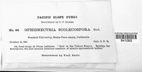 Scoleconectria scolecospora image